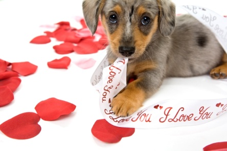 Valentines-Day-Puppy-Wallpapers